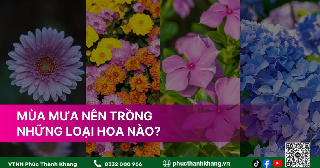 Mùa Mưa Nên Trồng Hoa Gì? 10 Loại Hoa Dễ Trồng, Nở Đẹp Và Phát Triển Tốt