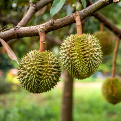 Vai trò của vi lượng trong quá trình nuôi trái sầu riêng