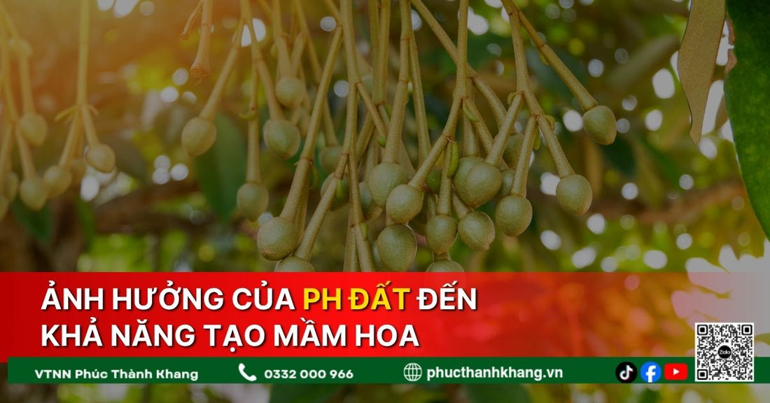 Ảnh Hưởng Của pH Đất Đến Khả Năng Tạo Mầm Hoa Trên Cây Sầu Riêng