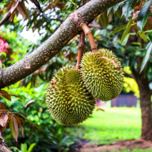 Vai trò của kali trong quá trình nuôi trái sầu riêng