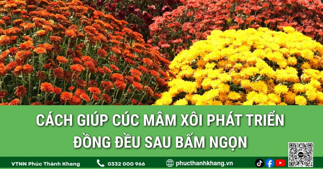 Cách giúp cúc mâm xôi phát triển đồng đều sau bấm ngọn