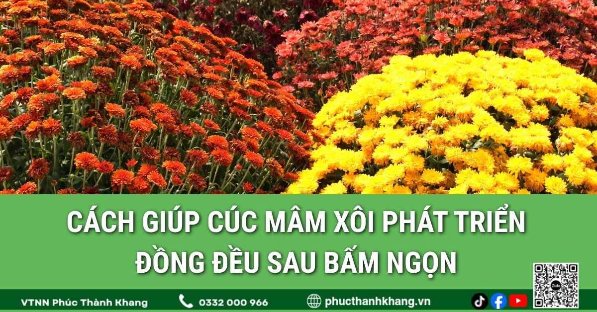 Cách giúp cúc mâm xôi phát triển đồng đều sau bấm ngọn
