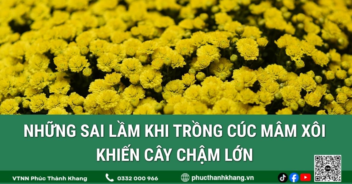 Những sai lầm khi trồng cúc mâm xôi khiến cây chậm lớn