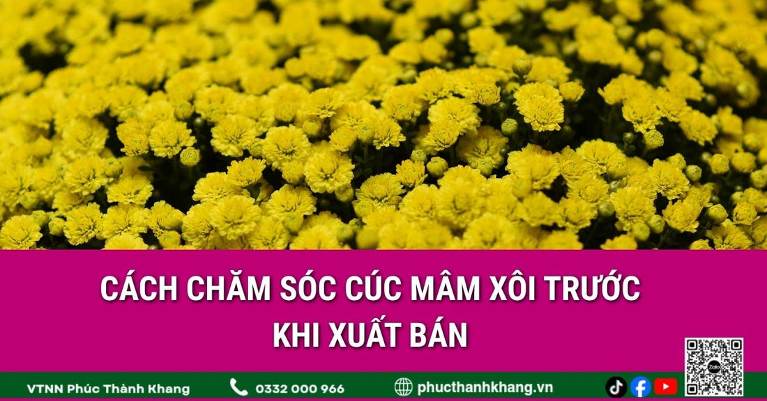 Cách chăm sóc cúc mâm xôi trước khi xuất bán