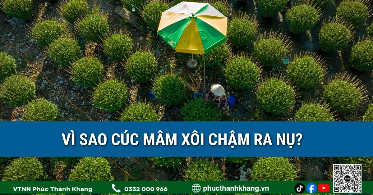 Vì sao cúc mâm xôi chậm ra nụ? Nguyên nhân và cách khắc phục hiệu quả