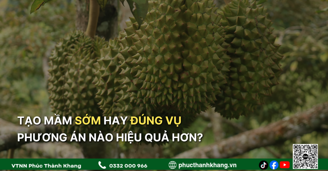 Tạo Mầm Sớm Hay Đúng Vụ, Phương Án Nào Hiệu Quả Hơn Cho Cây Sầu Riêng?