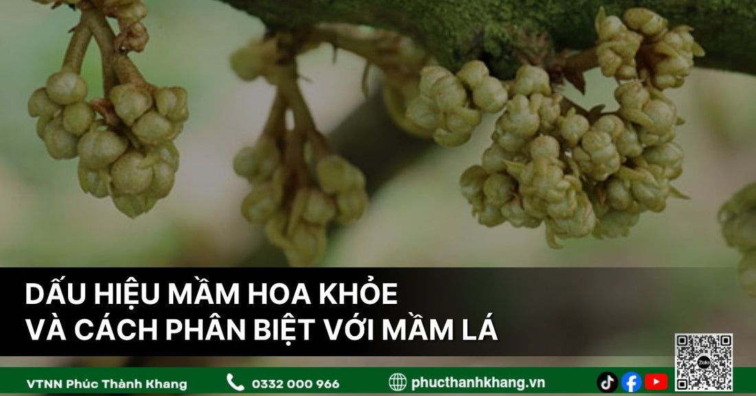 Dấu Hiệu Mầm Hoa Khỏe Và Cách Phân Biệt Với Mầm Lá Trên Cây Sầu Riêng