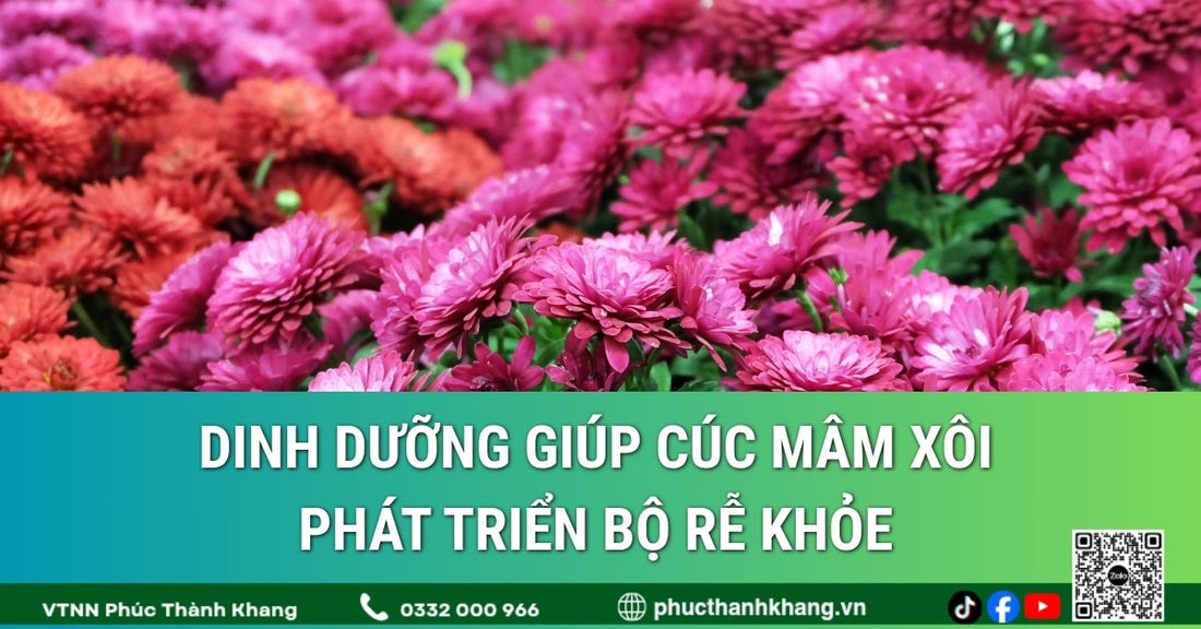 Dinh dưỡng giúp cúc mâm xôi phát triển bộ rễ khỏe