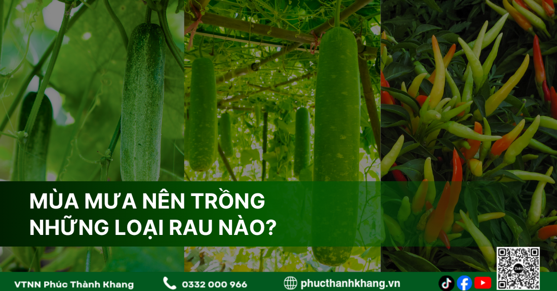Mùa Mưa Nên Trồng Rau Gì? Gợi Ý 12 Loại Rau Dễ Trồng, Nhanh Thu Hoạch Và Ít Sâu Bệnh