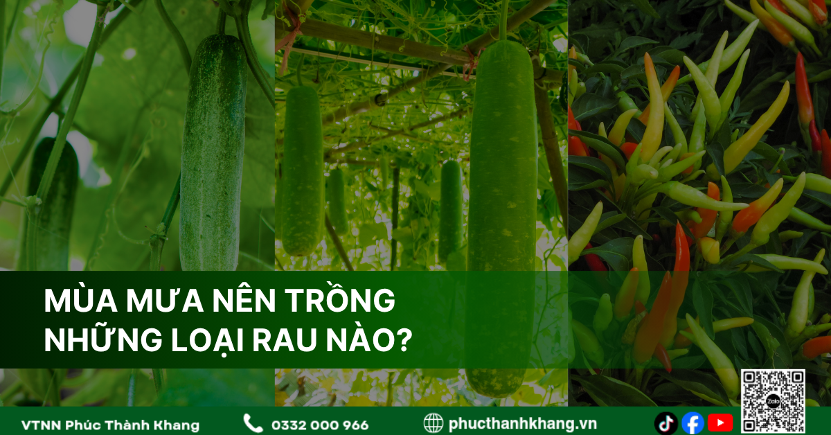 Mùa Mưa Nên Trồng Rau Gì? Gợi Ý 12 Loại Rau Dễ Trồng, Nhanh Thu Hoạch Và Ít Sâu Bệnh