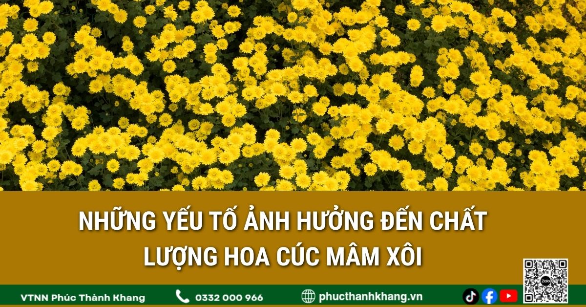 Những yếu tố ảnh hưởng đến chất lượng hoa cúc mâm xôi