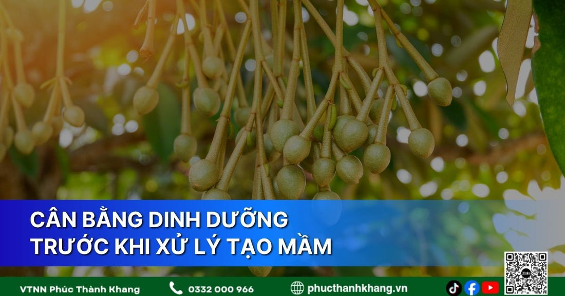 Cân Bằng Dinh Dưỡng Trước Khi Xử Lý Tạo Mầm Cho Sầu Riêng