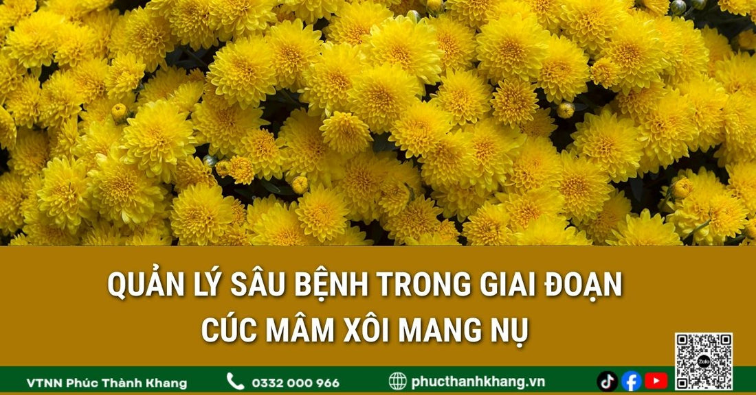 Quản lý sâu bệnh trên cúc mâm xôi trong giai đoạn mang nụ