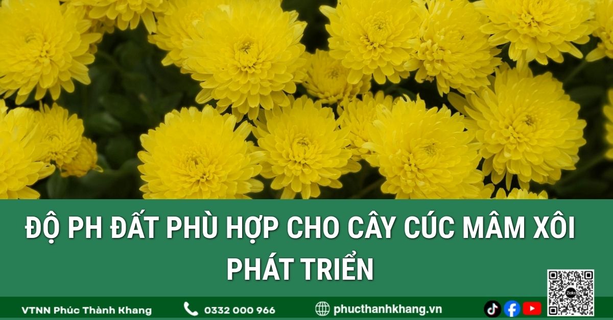 Độ pH đất phù hợp cho cây cúc mâm xôi phát triển