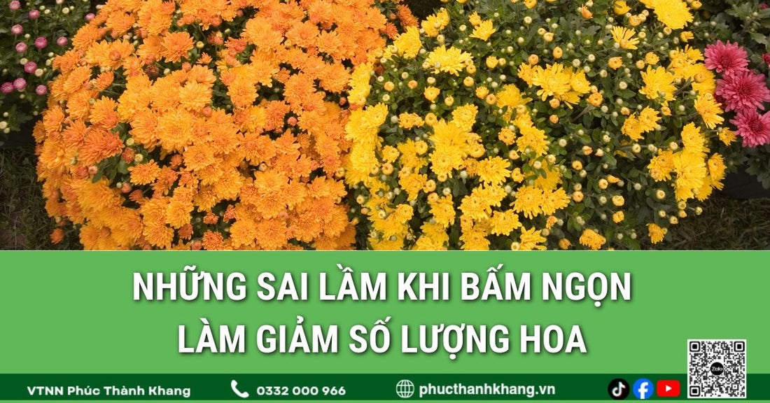 Những sai lầm khi bấm ngọn làm giảm số lượng hoa cúc mâm xôi