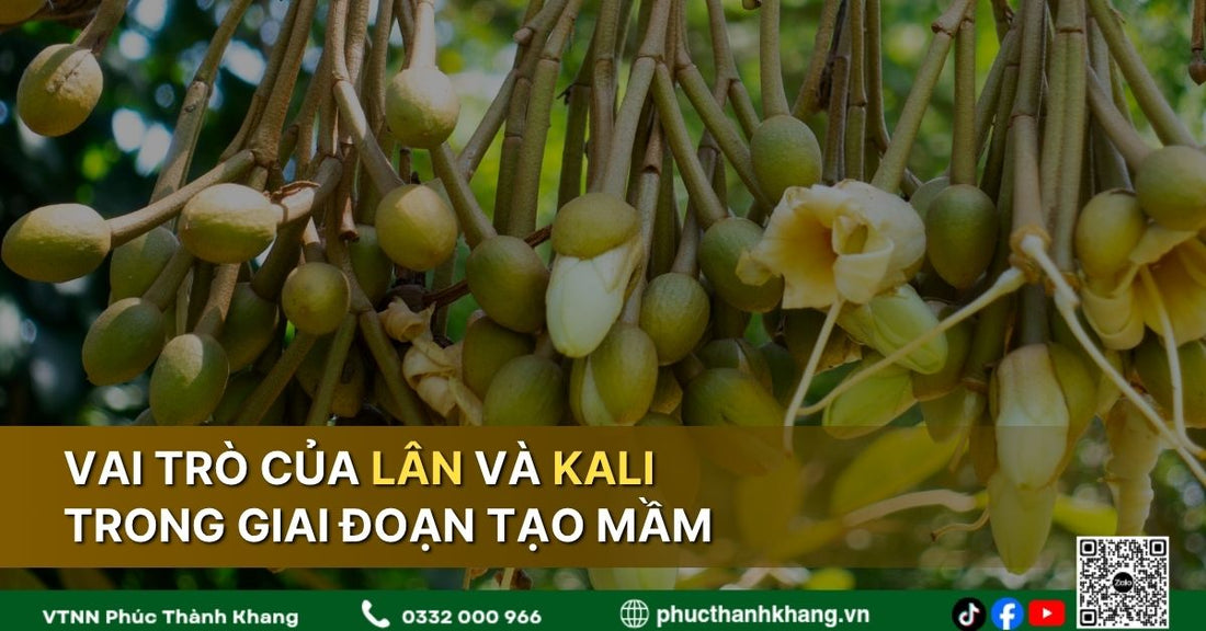 Vai Trò Của Lân Và Kali Trong Giai Đoạn Tạo Mầm Sầu Riêng