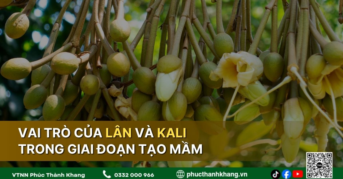 Vai Trò Của Lân Và Kali Trong Giai Đoạn Tạo Mầm Sầu Riêng