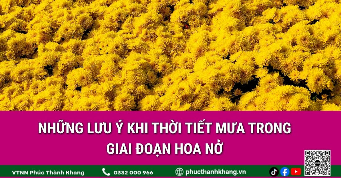Những lưu ý khi thời tiết mưa trong giai đoạn hoa nở cúc mâm xôi