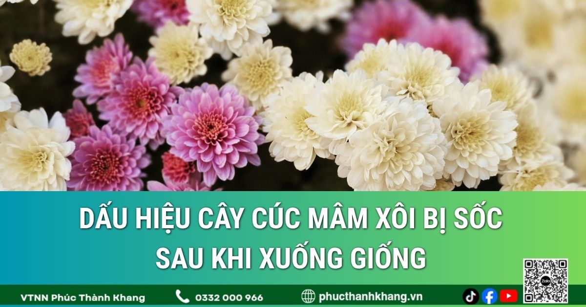 Dấu hiệu cây cúc mâm xôi bị sốc sau khi xuống giống