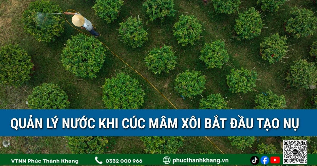 Quản lý nước khi cúc mâm xôi bắt đầu tạo nụ