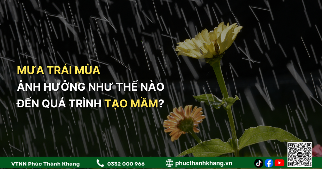 Mưa Trái Mùa Ảnh Hưởng Như Thế Nào Đến Quá Trình Tạo Mầm Trên Cây Sầu Riêng?