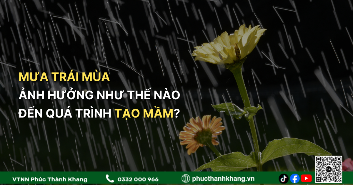 Mưa Trái Mùa Ảnh Hưởng Như Thế Nào Đến Quá Trình Tạo Mầm Trên Cây Sầu Riêng?