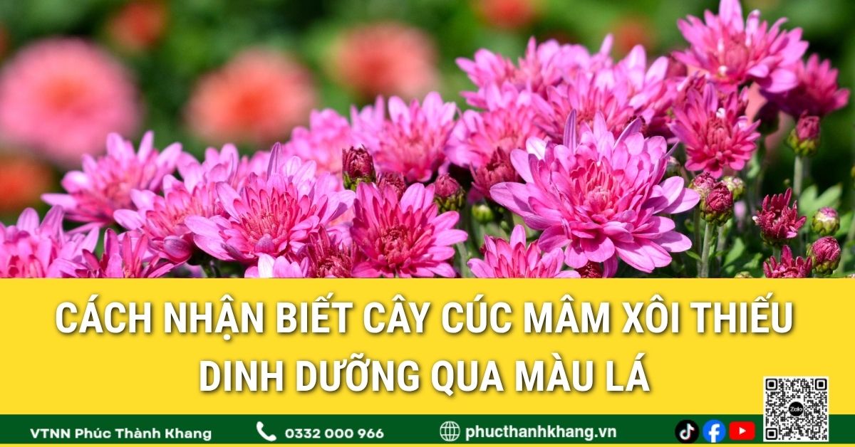 Cách nhận biết cây cúc mâm xôi thiếu dinh dưỡng qua màu lá