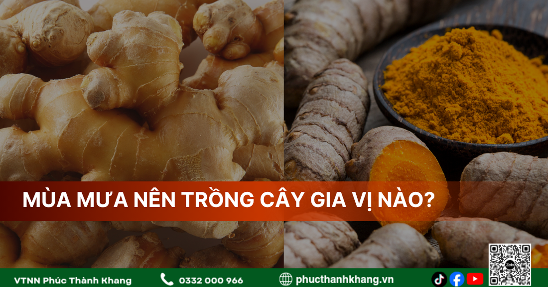 Cây Gia Vị Thích Hợp Trồng Trong Mùa Mưa: Dễ Chăm Sóc, Nhanh Thu Hoạch, Hiệu Quả Kinh Tế Cao