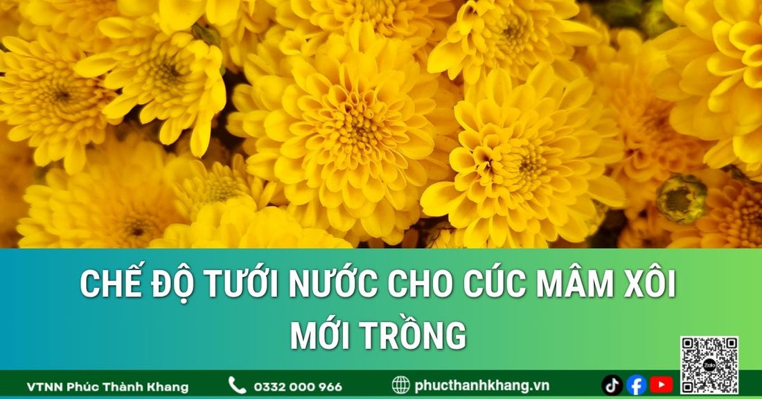 Chế độ tưới nước cho cúc mâm xôi mới trồng