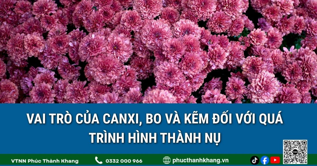 Vai trò của canxi, bo và kẽm đối với quá trình hình thành nụ cúc mâm xôi