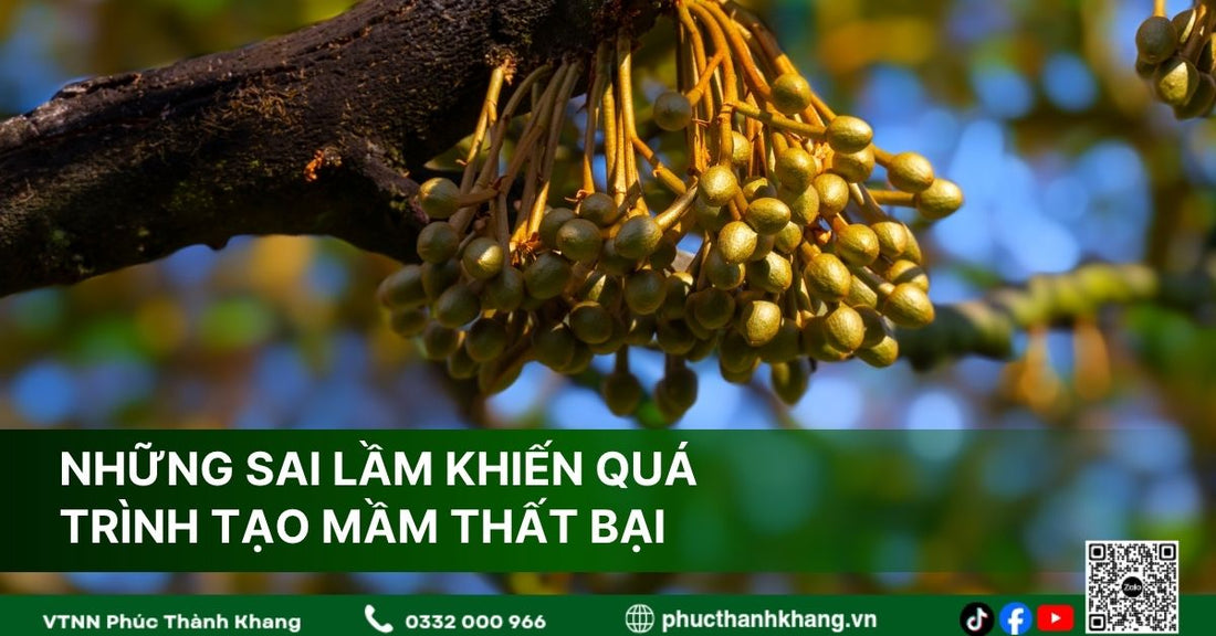 Những Sai Lầm Khiến Quá Trình Tạo Mầm Sầu Riêng Thất Bại