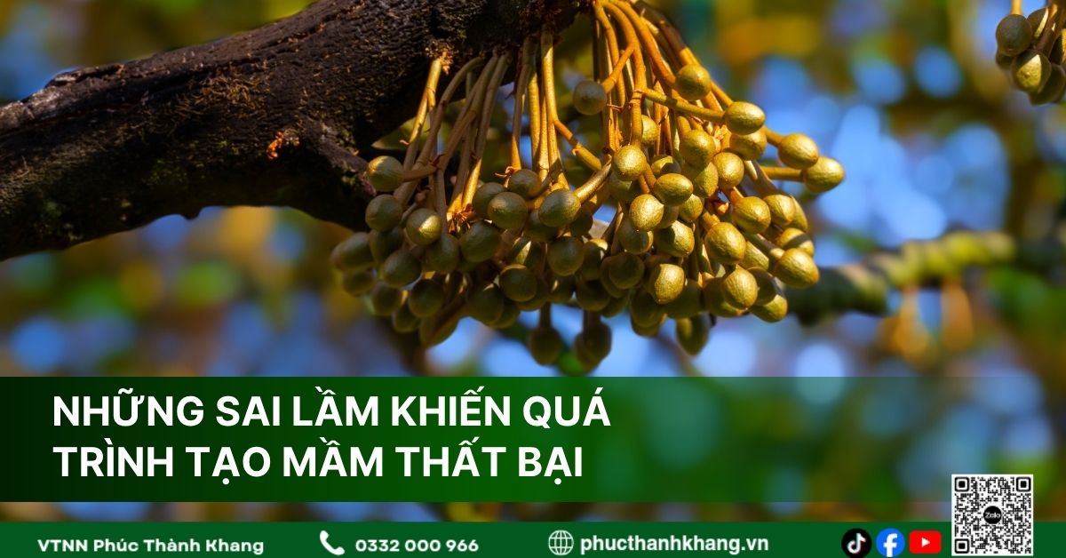 Những Sai Lầm Khiến Quá Trình Tạo Mầm Sầu Riêng Thất Bại