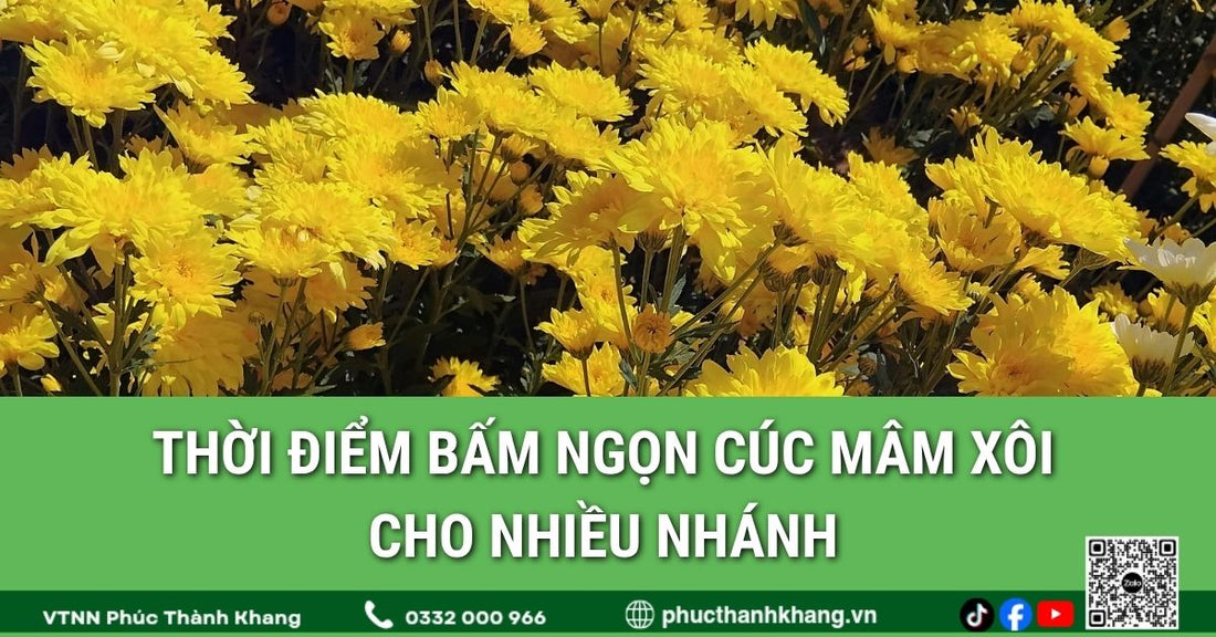 Thời điểm bấm ngọn cúc mâm xôi cho nhiều nhánh