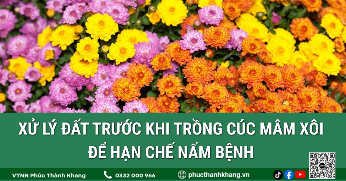 Xử Lý Đất Trước Khi Trồng Cúc Mâm Xôi Để Hạn Chế Nấm Bệnh