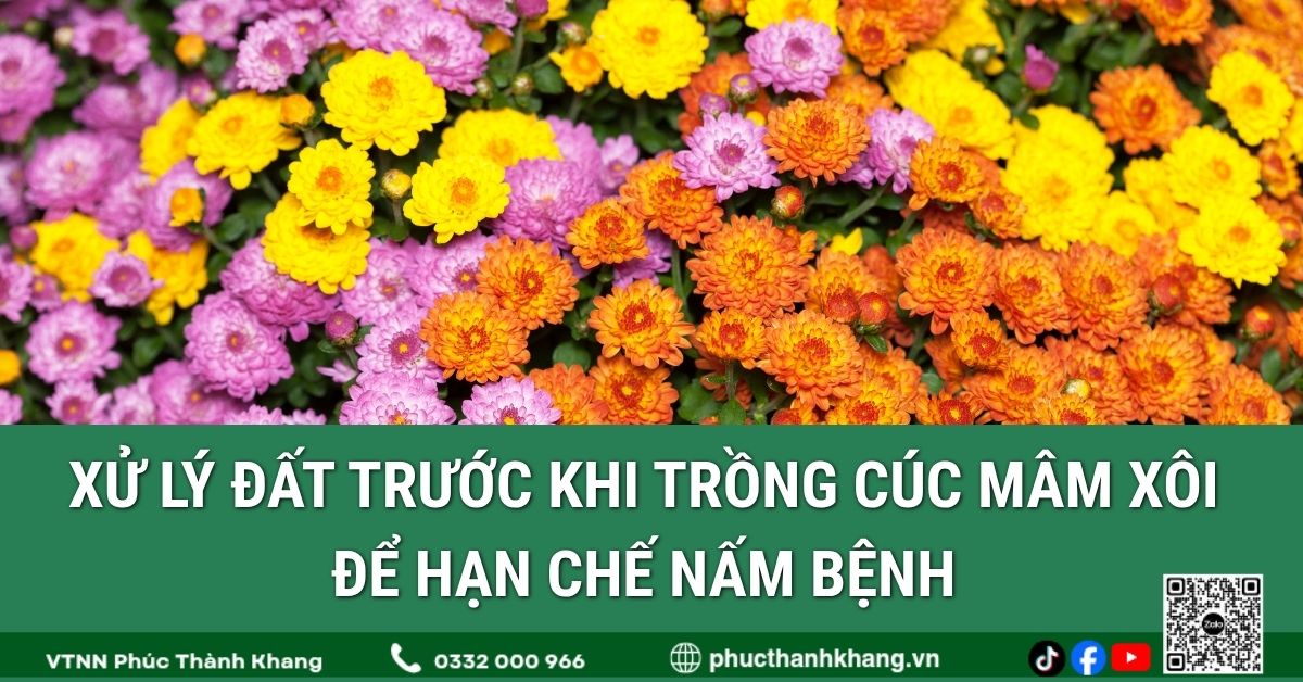 Xử Lý Đất Trước Khi Trồng Cúc Mâm Xôi Để Hạn Chế Nấm Bệnh