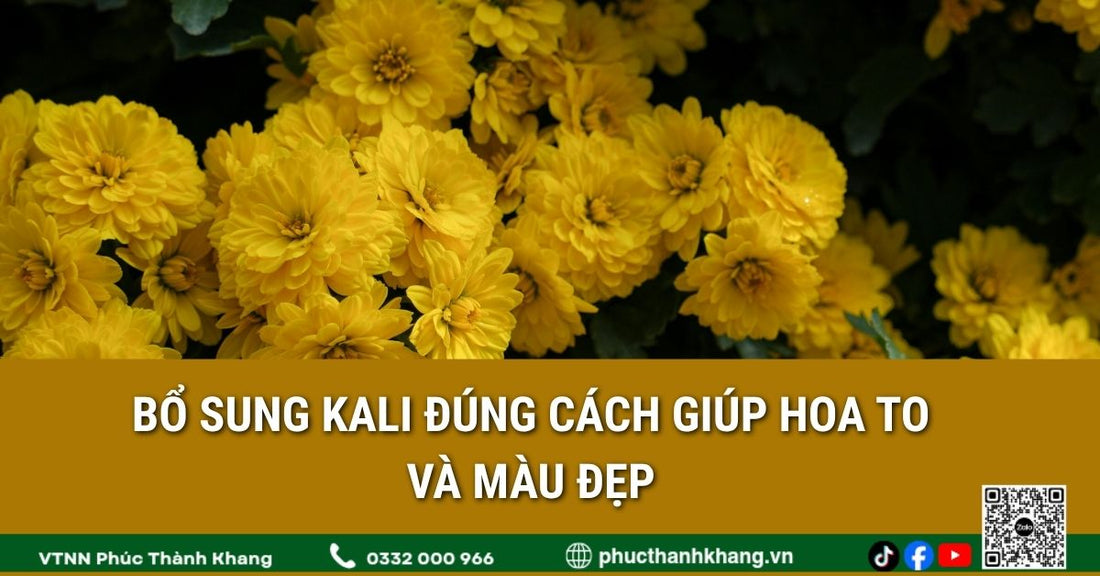 Bổ sung kali đúng cách giúp hoa cúc mâm xôi to và màu đẹp