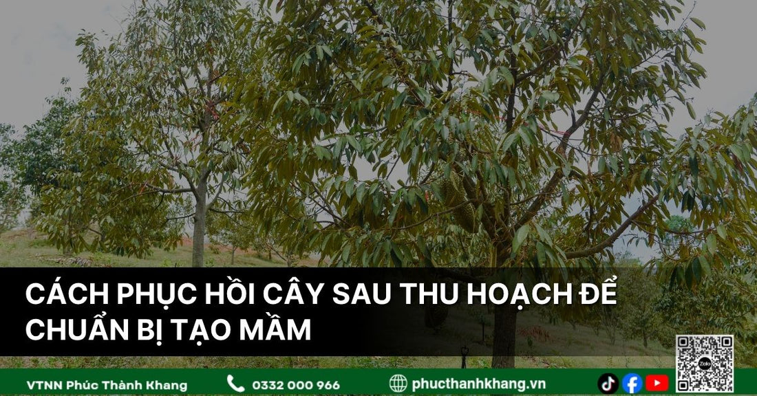 Cách Phục Hồi Cây Sầu Riêng Sau Thu Hoạch Để Chuẩn Bị Tạo Mầm Hiệu Quả