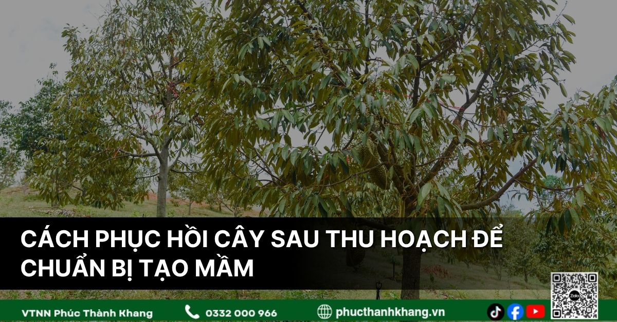 Cách Phục Hồi Cây Sầu Riêng Sau Thu Hoạch Để Chuẩn Bị Tạo Mầm Hiệu Quả