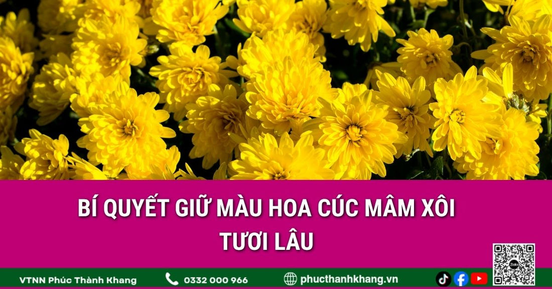 Bí quyết giữ màu hoa cúc mâm xôi tươi lâu