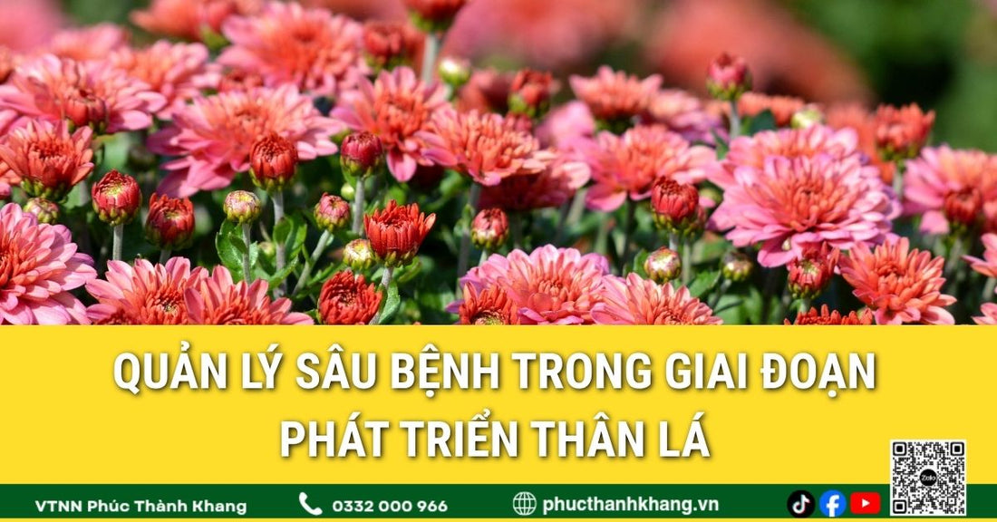 Quản lý sâu bệnh trong giai đoạn phát triển thân lá của cúc mâm xôi