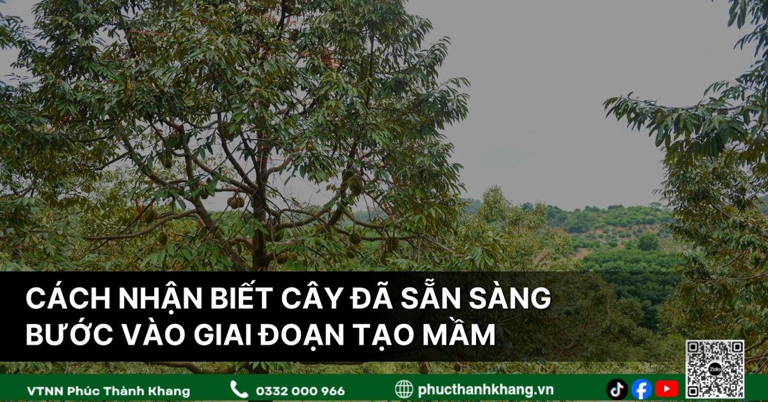 Cách Nhận Biết Cây Sầu Riêng Đã Sẵn Sàng Bước Vào Giai Đoạn Tạo Mầm