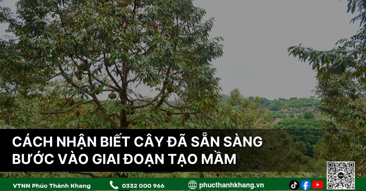 Cách Nhận Biết Cây Sầu Riêng Đã Sẵn Sàng Bước Vào Giai Đoạn Tạo Mầm