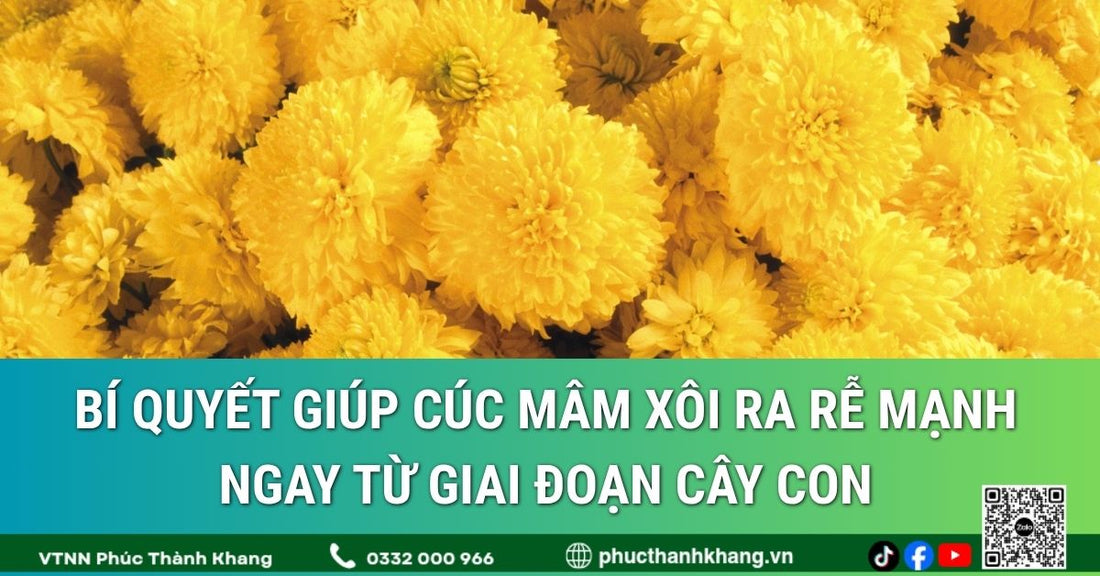 Bí quyết giúp cúc mâm xôi ra rễ mạnh ngay từ giai đoạn cây con