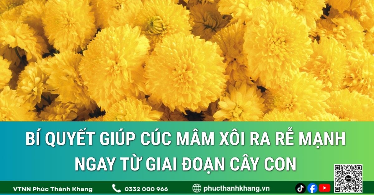 Bí quyết giúp cúc mâm xôi ra rễ mạnh ngay từ giai đoạn cây con