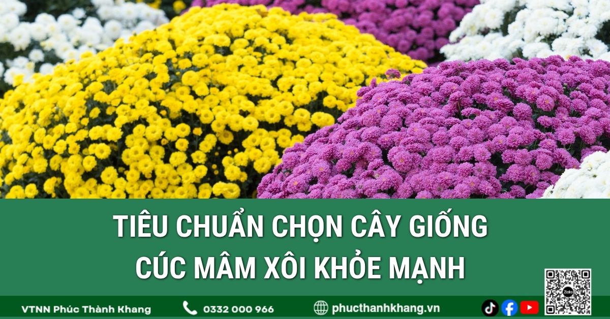 Tiêu Chuẩn Chọn Cây Giống Cúc Mâm Xôi Khỏe Mạnh Để Đạt Hiệu Quả Canh Tác Cao