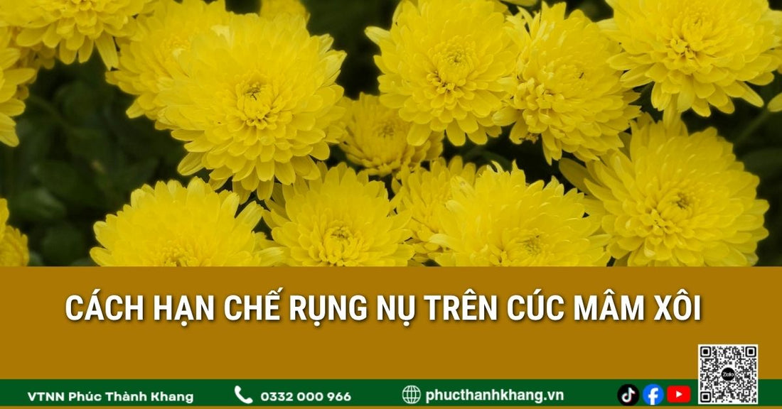 Cách hạn chế rụng nụ trên cúc mâm xôi