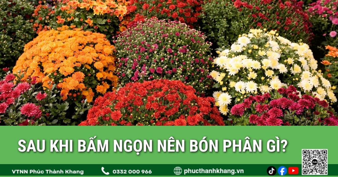 Sau khi bấm ngọn nên bón phân gì để cúc mâm xôi nhanh ra nhiều nhánh?
