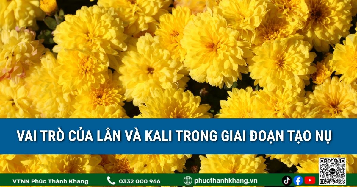 Vai trò của lân và kali trong giai đoạn tạo nụ cúc mâm xôi