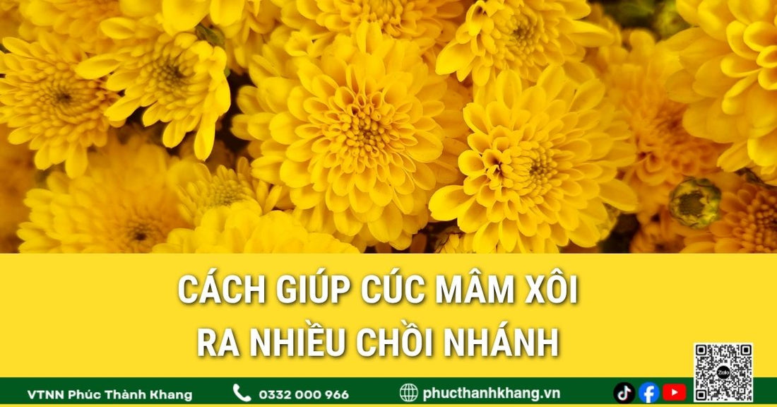 Cách giúp cúc mâm xôi ra nhiều chồi nhánh