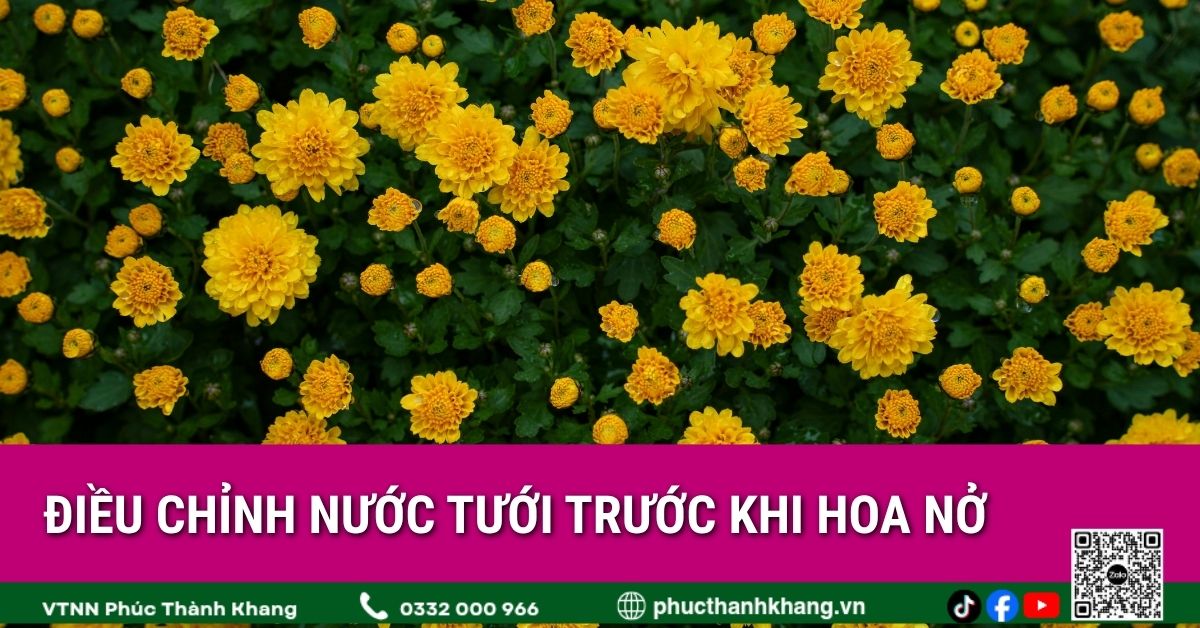 Điều chỉnh nước tưới trước khi hoa nở cúc mâm xôi